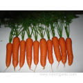 Shandong Fresh High Quality Carrot